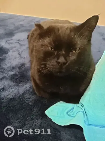 Chat noir mâle perdu à Hyères - photo