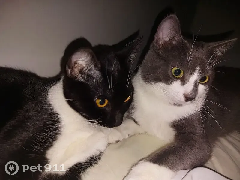 Chatte noire et blanche perdue à Pontoise - photo