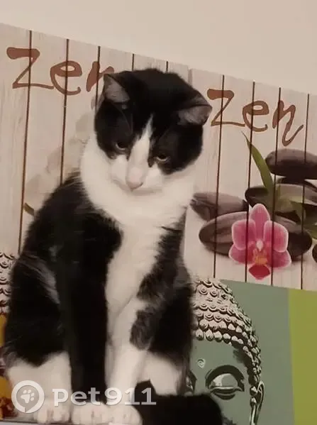 Chat perdu : Ramsès, 5 ans, Quimper - photo