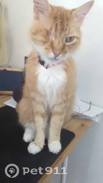 Chat roux borgne perdu à Frouzins - photo