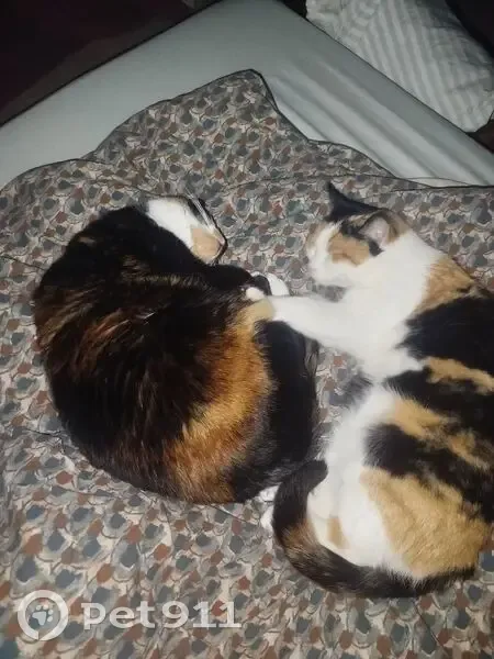 Chatte perdue à Surgères, aide recherchée - photo