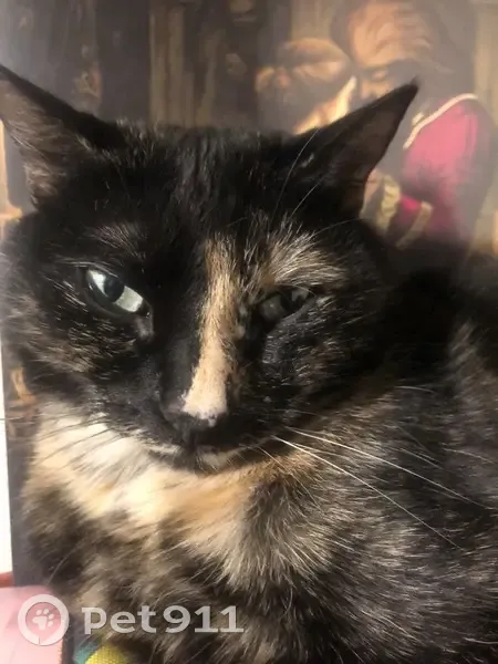 Chatte écaille perdue à Orléans - photo