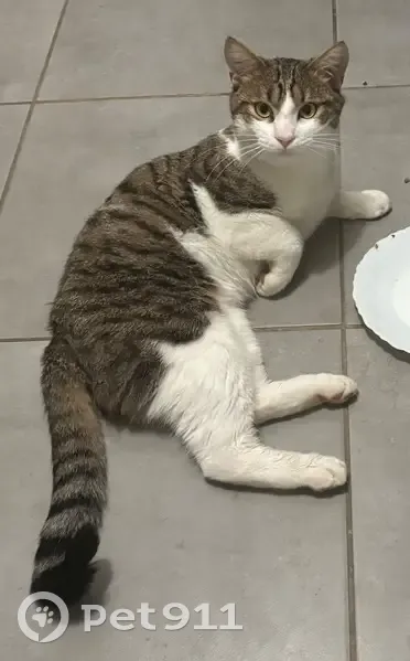 Chat perdu : mâle gris et blanc, Loki - photo