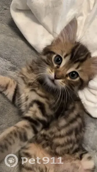 Perdu : Deux chatons Bengal à Mèze - photo