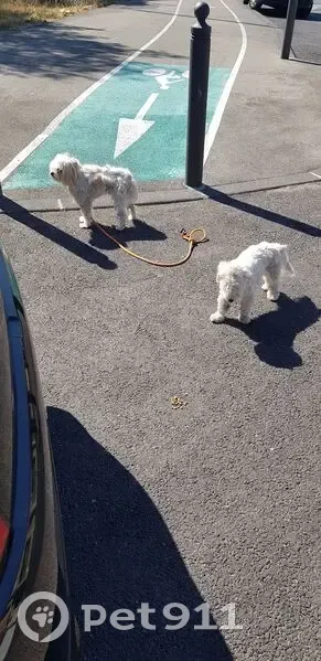 Bichon peureux trouvé Traverse Charles Susini - photo