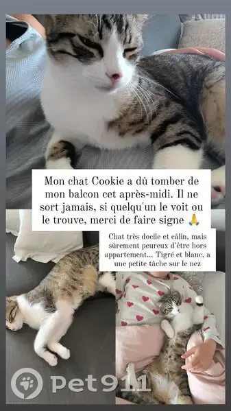 Chat perdu : Cookie, 11 mois, rue de Saxel - photo