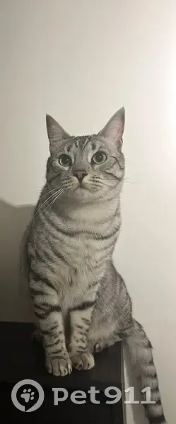 Chat tigré gris perdu à Meaux - photo