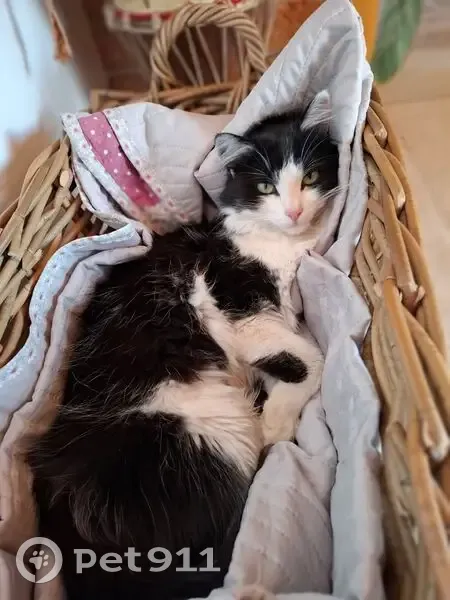Chatte perdue, fofolle et douce à Seysses - photo