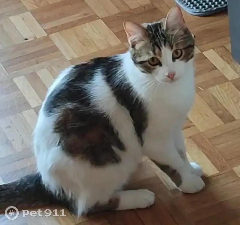 Chatte perdue à Aubagne, secteur Valriant - photo