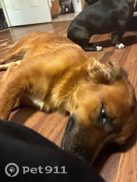 Lost Reddish Brown Dog in Ocean View, HI - photo