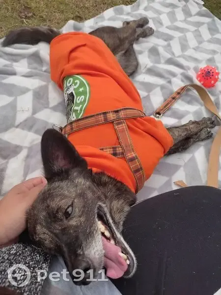 Cachorro perdido Macho (brl001177) - photo