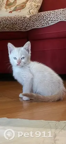Chaton beige trouvé à Seyssins - photo