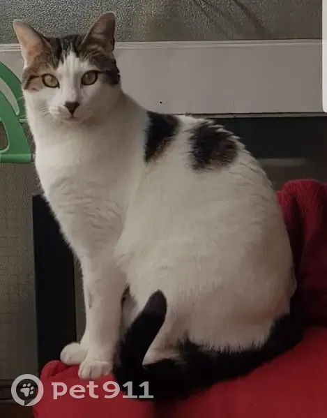 Chat perdu à Marseille, aide recherchée ! - photo