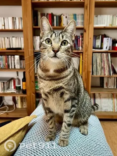 Chat perdu, très câlin, Rue Vendôme, Lyon - photo