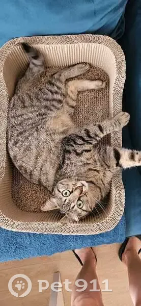 Chatte perdue, tigrée, craintive à Champigny - photo