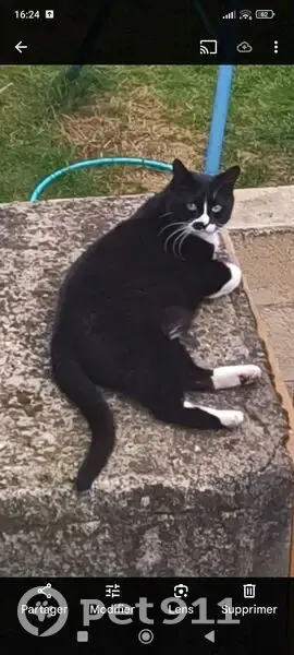 Chat perdue, tache noire près du nez - photo