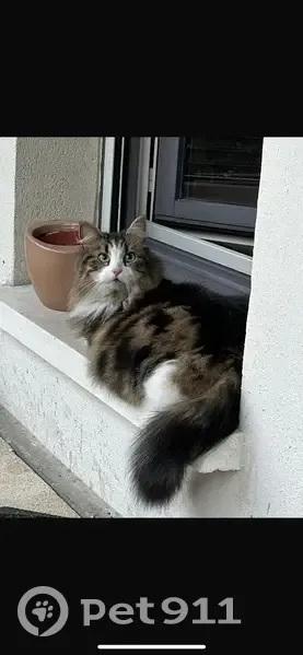 Chat perdu à Deuil-la-Barre : June, blanc tigré - photo