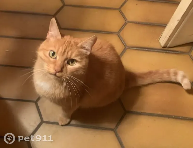 Chatte rousse perdue, oreille dentelée - photo