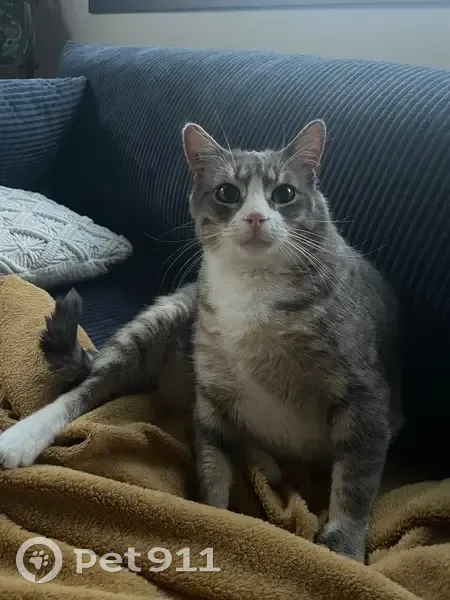 Perdu : Chat gris Basile à Montmorot - photo