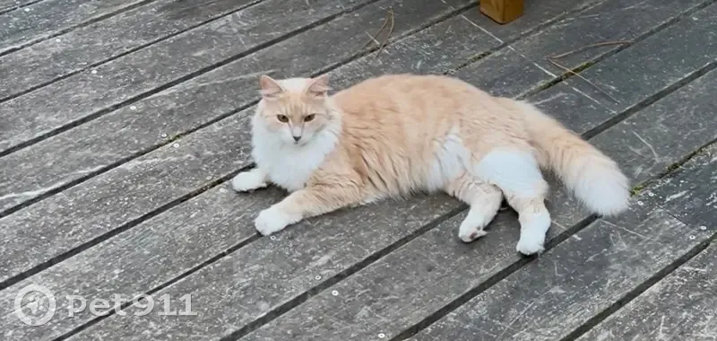 Chat perdu : 5 ans, blanc/beige, Rue Danton - photo