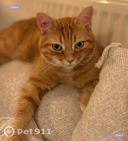 Chat perdu à Romagnat : Simba, rousse et blanche - photo