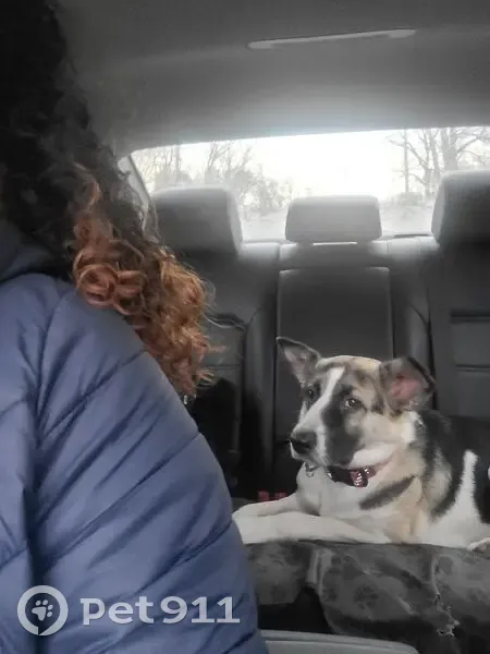 Lost Dog: Tri-Color with Pink Collar - photo