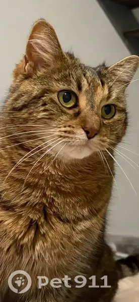 Chatte tigrée perdue à Avermes juillet - photo