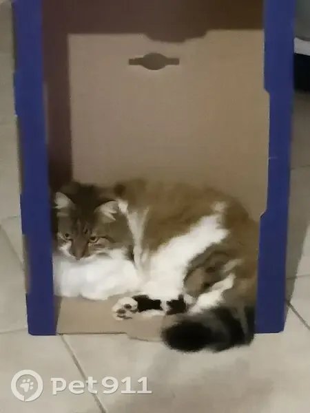 Chatte stérilisée perdue à Lindry - photo