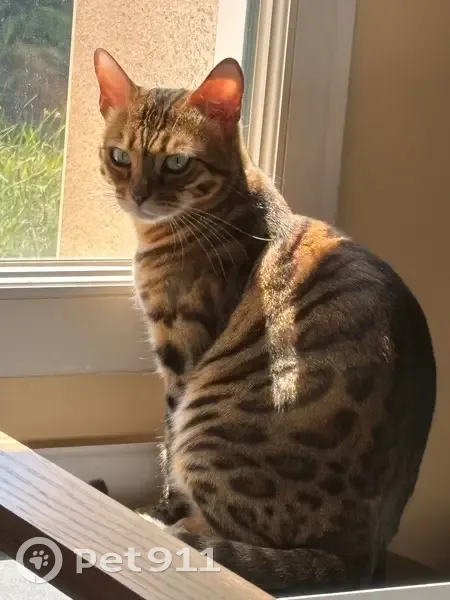 Chatte Bengal perdue à Plomelin - photo
