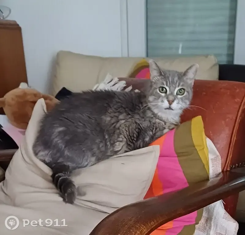 Chatte grise 17 ans perdue à Corbas - photo