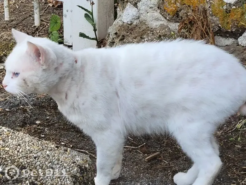 Chat blanc aux yeux bleus trouvé à Saint-Jean - photo