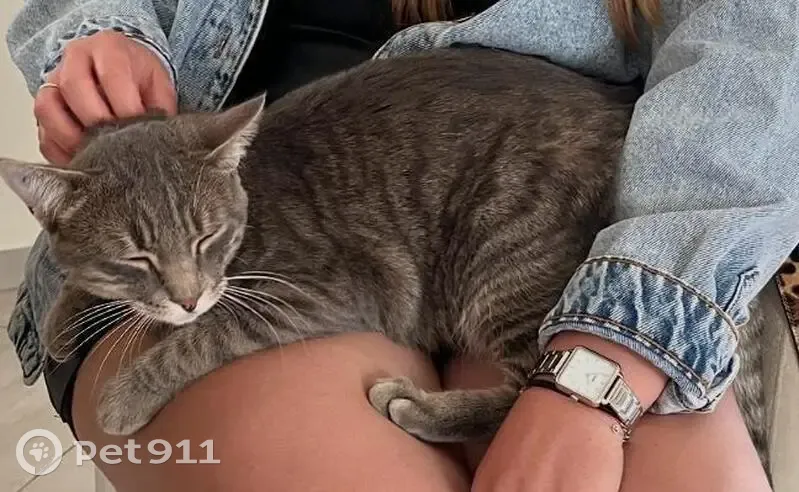 Chat tigré gris perdu à Ozoir-la-Ferrière - photo
