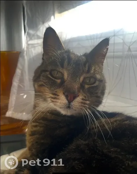 Chat perdu, pelage rayé, Muret - photo