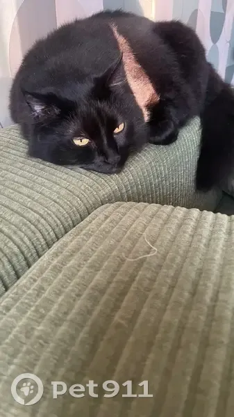 Chatte perdue, 8kg, mi-long, Dinan - photo