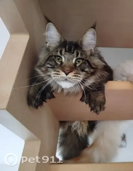 Maine Coon perdue Rue Charles la Chambre - photo