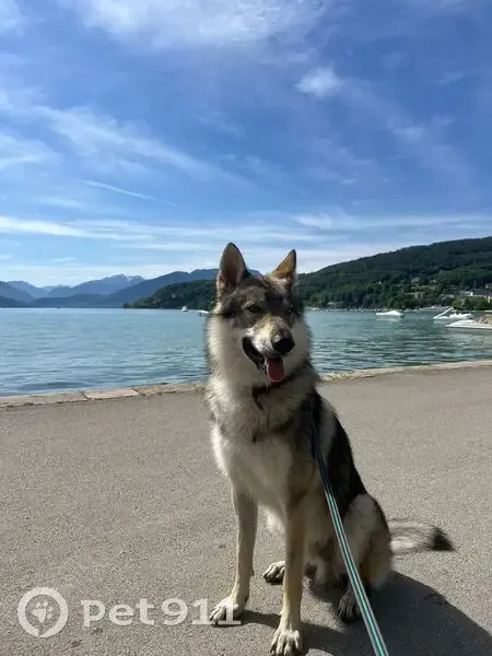 Chien loup tchécoslovaque perdu à Anglet - photo