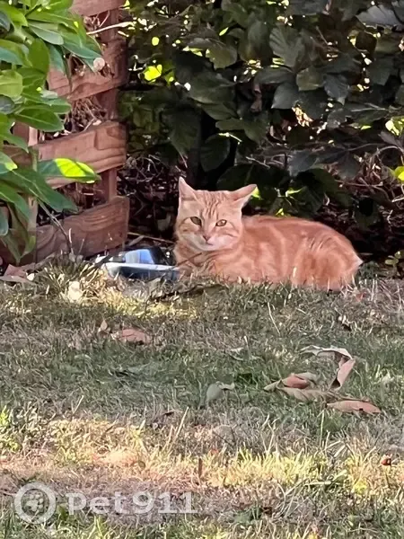 Chat roux blessé trouvé à Clénay - photo