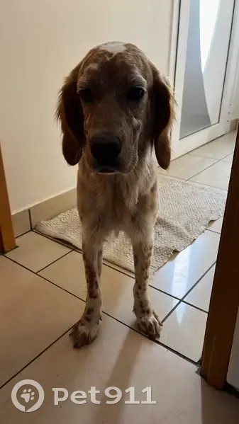 Chien perdu à Cenon : Doly s'est échappée - photo