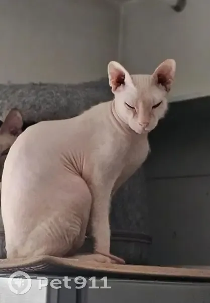 Chat sans poil perdu à Asnières-sur-Seine - photo