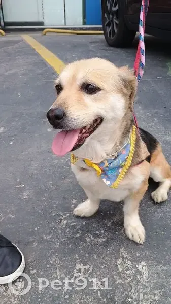 Cachorro encontrado - photo