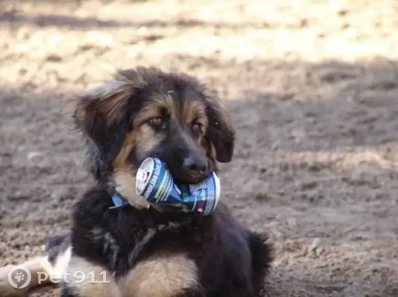 Lost Dog Alert: Help Find 93M698R2+QP! - photo