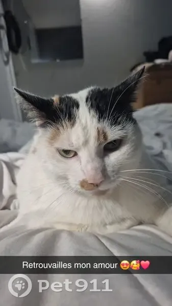 Chat perdue: Blanche, taches noir/marron - photo