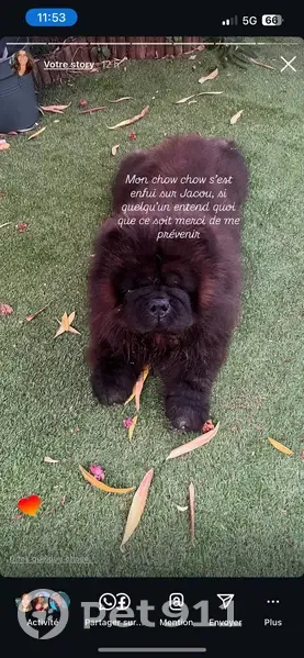 Chien noir perdu, 30 kg, rue des Améthystes - photo