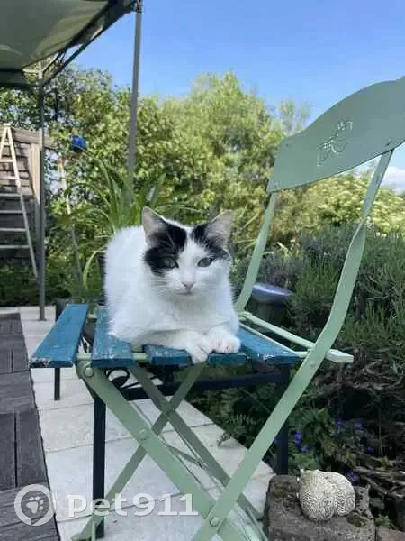 Chatte blanche perdue, tache noire, Plaine - photo