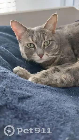 Chatte tigrée perdue à Saint-Laurent-du-Var - photo