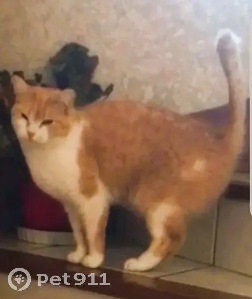 Chat roux et blanc perdu à Herblay - photo