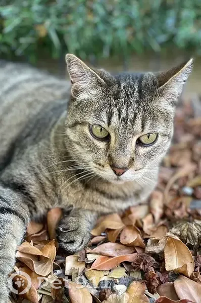 Chatte tigrée perdue à Triel-sur-Seine - photo