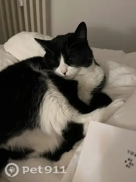 Chat noire et blanche perdue à Antibes - photo