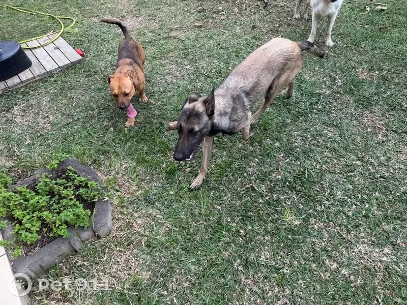Chiens trouvés : mâle bourbon, femelle malinois - photo
