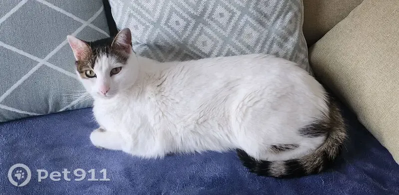 Chat européen perdu à Ménétrol - photo